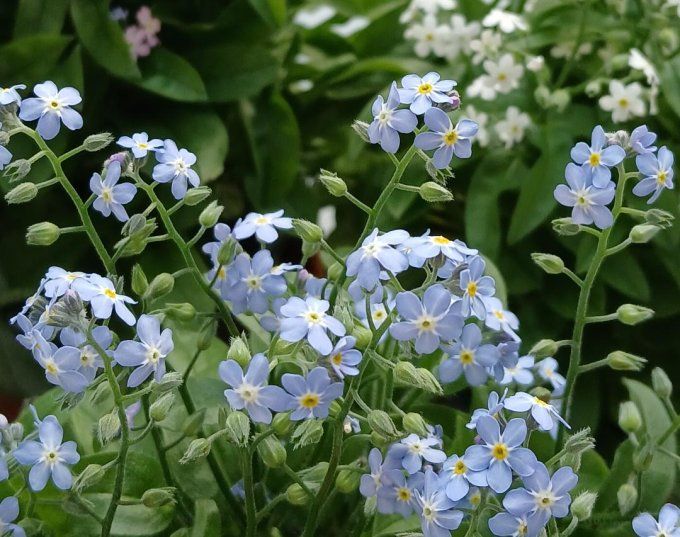 Bague Myosotis