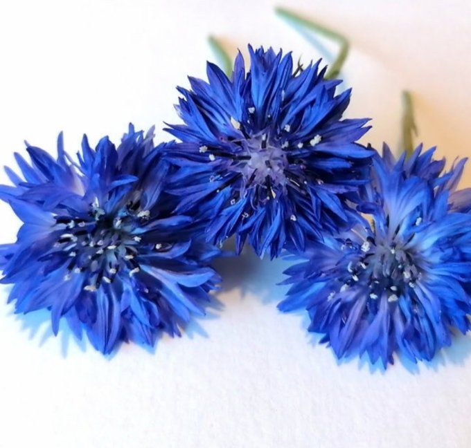 Marque-page Bleuet