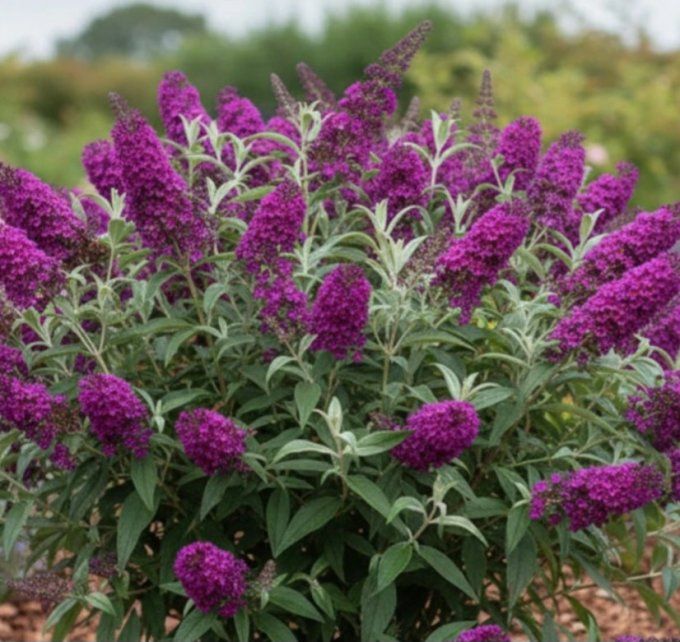 Créoles Blooming